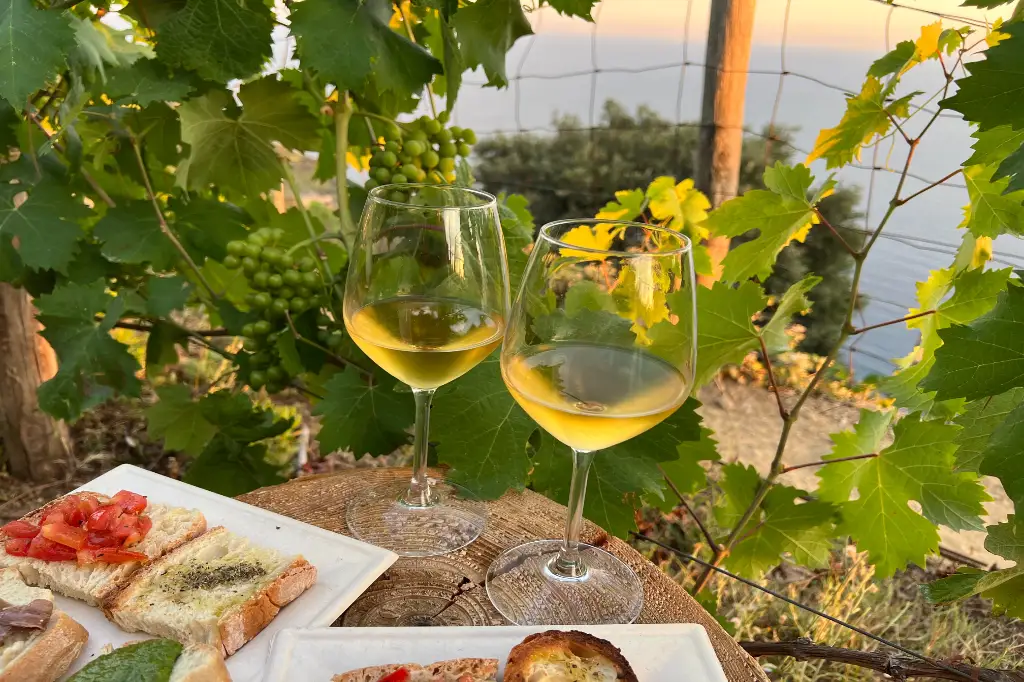 Sunset view of a wine tasting in a Cypriot vineyard, with glasses of white wine and bruschetta on a wooden table.