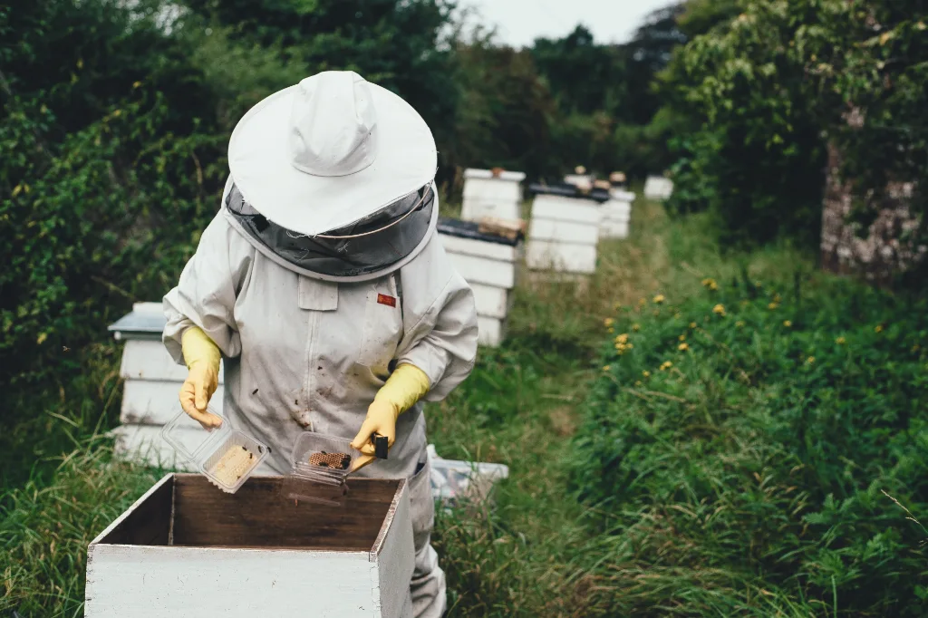 Beekeeper in protective gear tending to beehives in a verdant field in Cyprus, near Ayia Napa, showcasing sustainable honey harvesting practices.