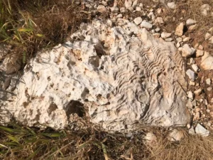 Close-up of intricate sedimentary rock patterns among grass and pebbles, highlighting the natural history of Cape Greco, Cyprus